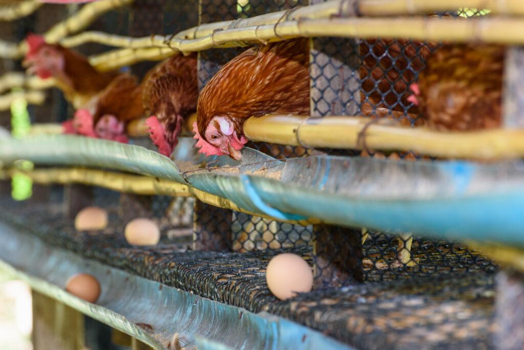 Fertilizante Orgánico en Jalisco