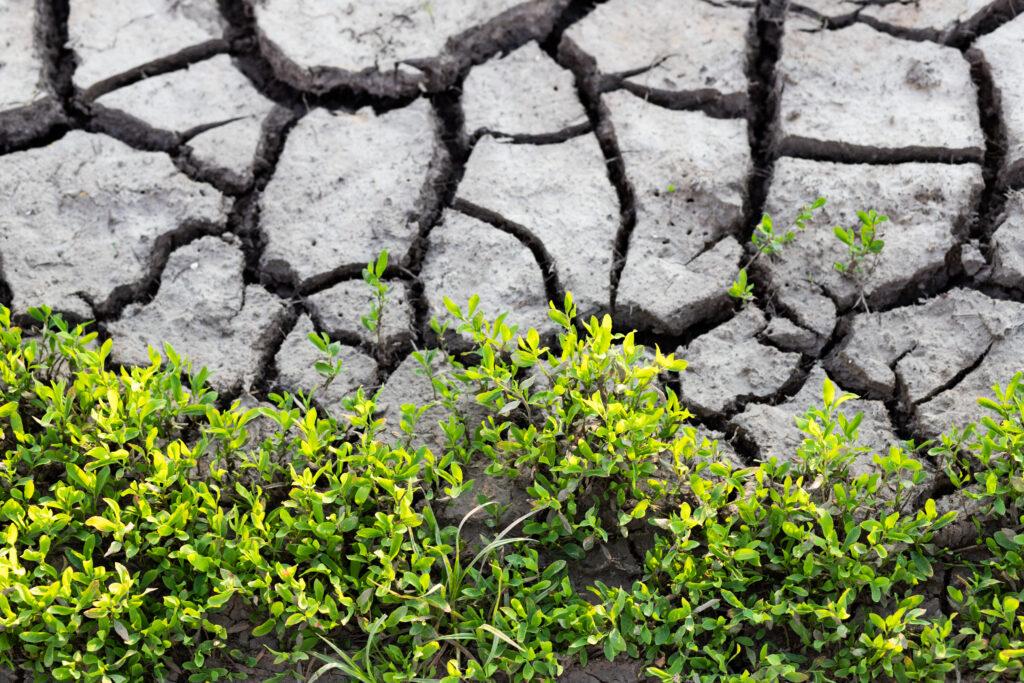 Fertilizante Orgánico en Jalisco